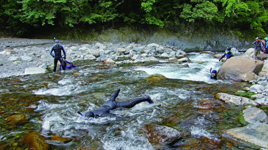 從僅剩數百尾到今日的1.8萬餘尾，臺灣櫻花鉤吻鮭成為臺灣極具代表性的復育案例